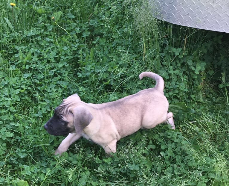 Cali, a Perro de Presa Canario tested with EmbarkVet.com