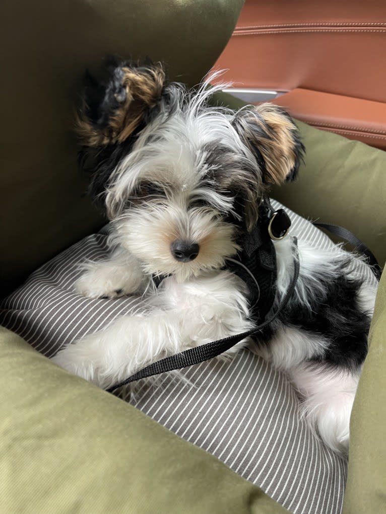 Jasper Hwang, a Biewer Terrier tested with EmbarkVet.com