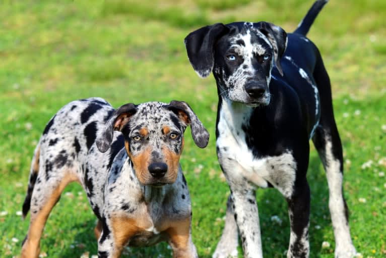 Delphine, a Catahoula Leopard Dog tested with EmbarkVet.com