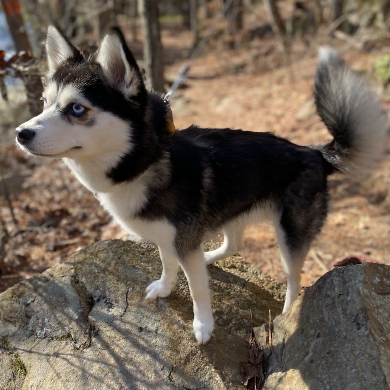 NIJA (Na•yah), a Pomsky tested with EmbarkVet.com