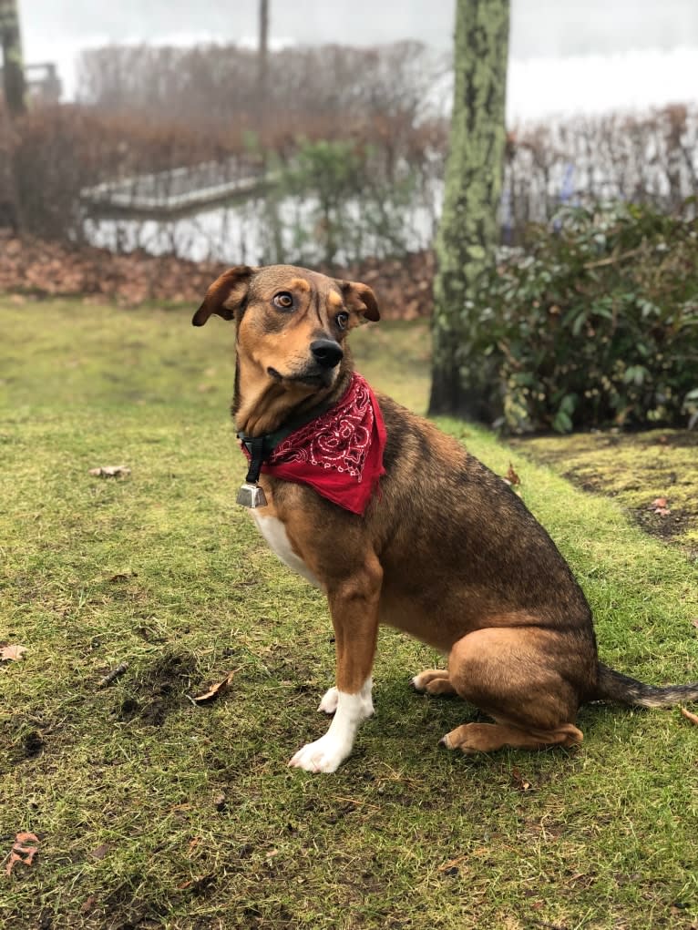 Luna, an American Staffordshire Terrier and Boxer mix tested with EmbarkVet.com