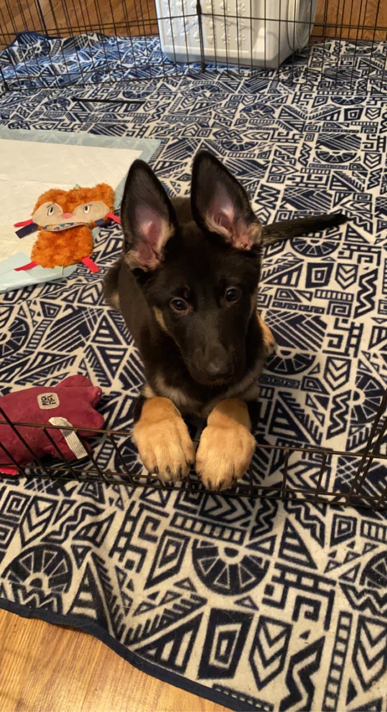 Pyro, a German Shepherd Dog (6.9% unresolved) tested with EmbarkVet.com
