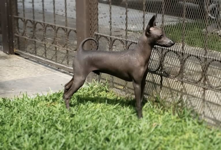 Silverio, a Xoloitzcuintli tested with EmbarkVet.com