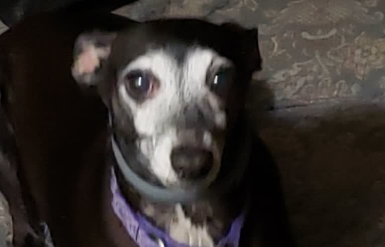 Slinky, an Italian Greyhound tested with EmbarkVet.com