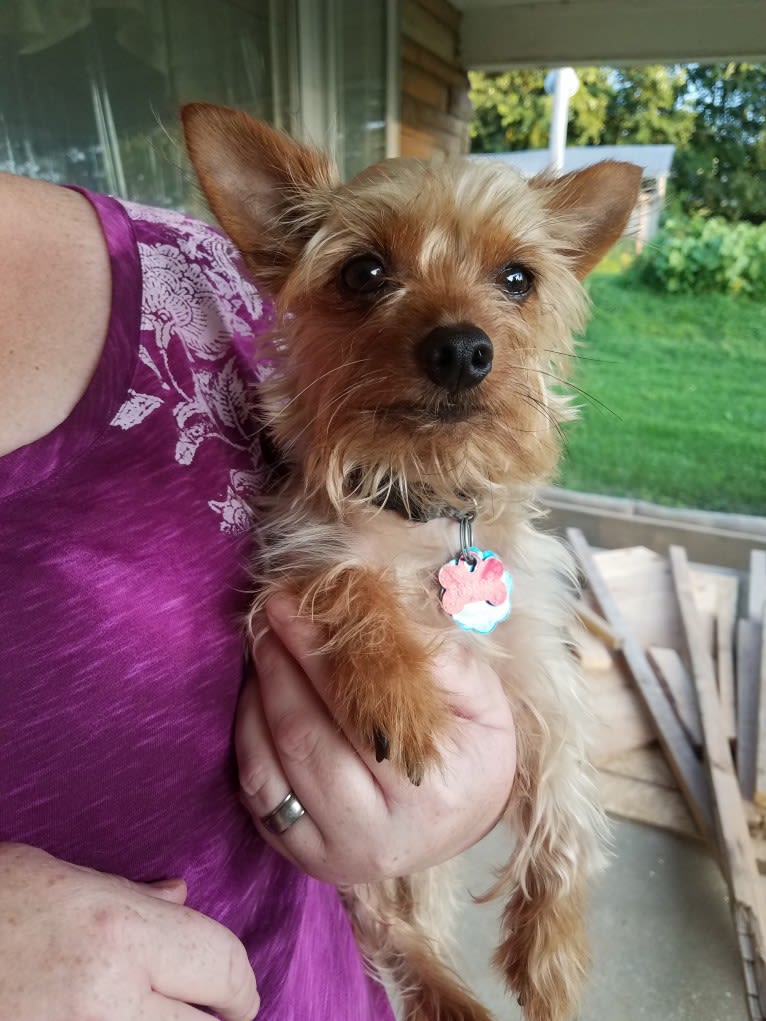 Chibi, a Beagle and Yorkshire Terrier mix tested with EmbarkVet.com