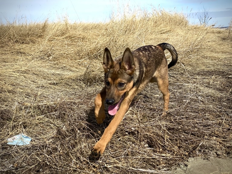 Alemã, a German Shepherd Dog and Australian Cattle Dog mix tested with EmbarkVet.com