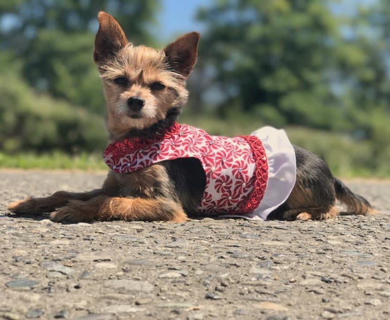 Lucy, a Yorkshire Terrier and Miniature Pinscher mix tested with EmbarkVet.com