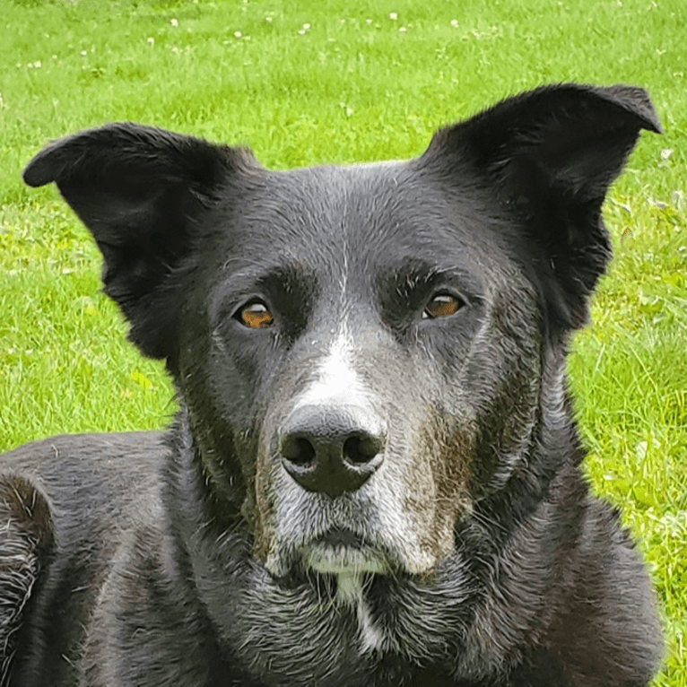 Sox, a Border Collie and Akita mix tested with EmbarkVet.com