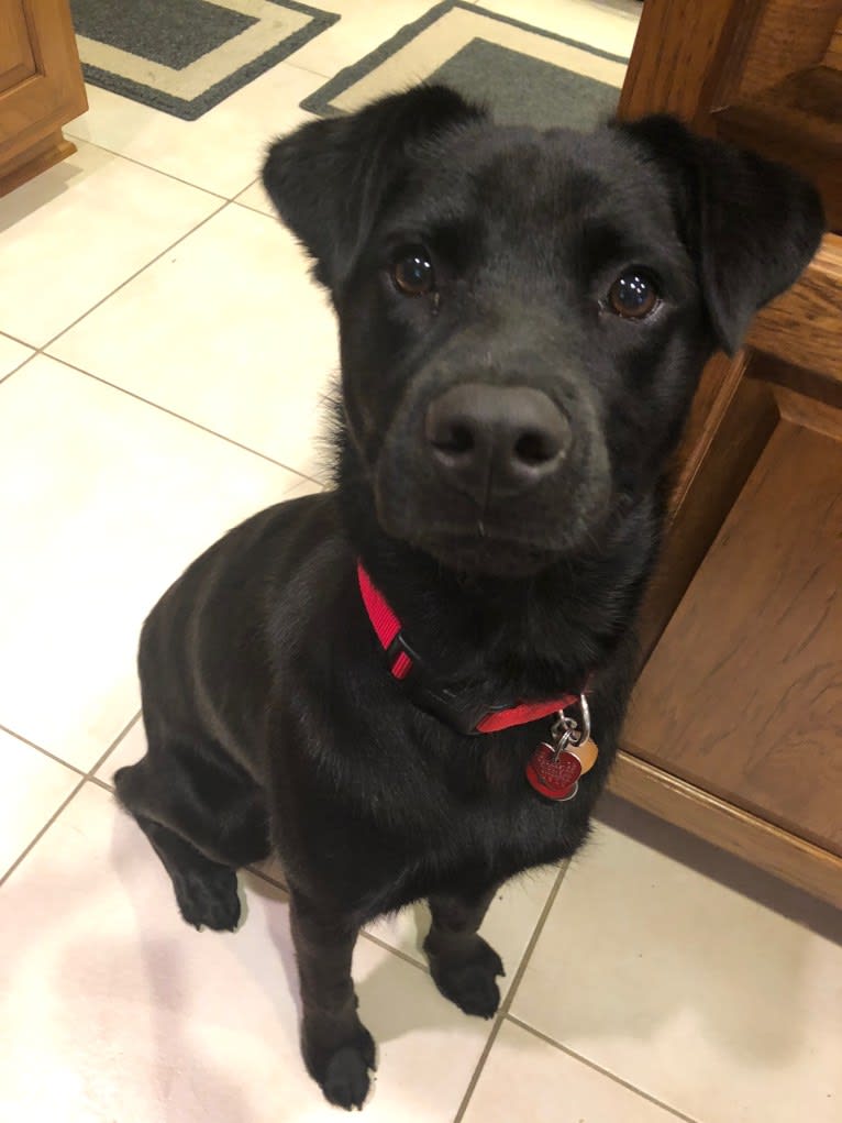 Rio, a Labrador Retriever and Chow Chow mix tested with EmbarkVet.com