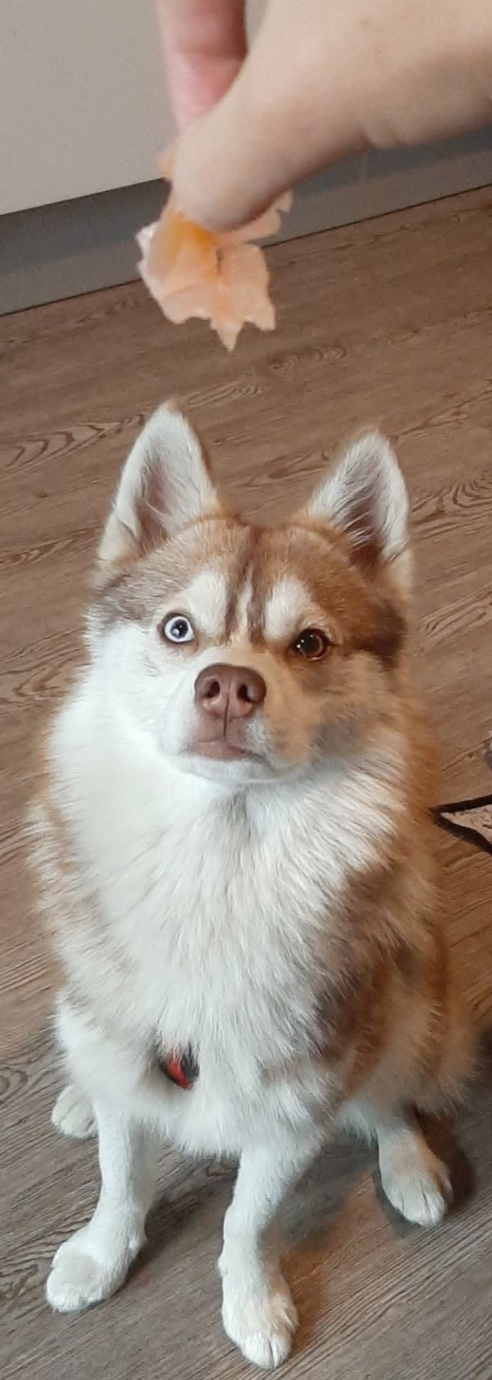 Simba, a Siberian Husky and Pomeranian mix tested with EmbarkVet.com