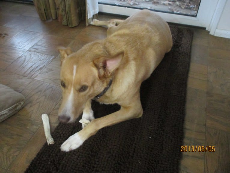 Trooper, an Alaskan-type Husky tested with EmbarkVet.com