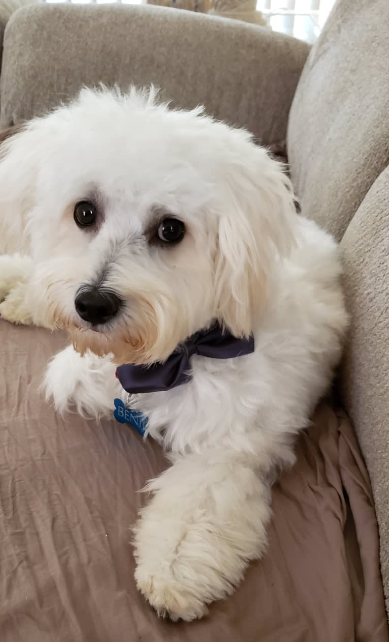 Benji, a Poodle (Small) and Bichon Frise mix tested with EmbarkVet.com