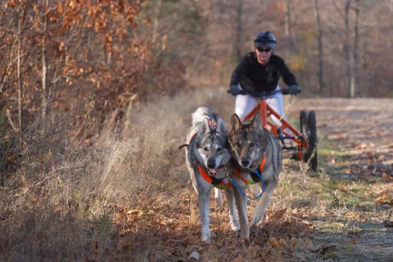 Ember, an Alaskan-type Husky and Siberian Husky mix tested with EmbarkVet.com