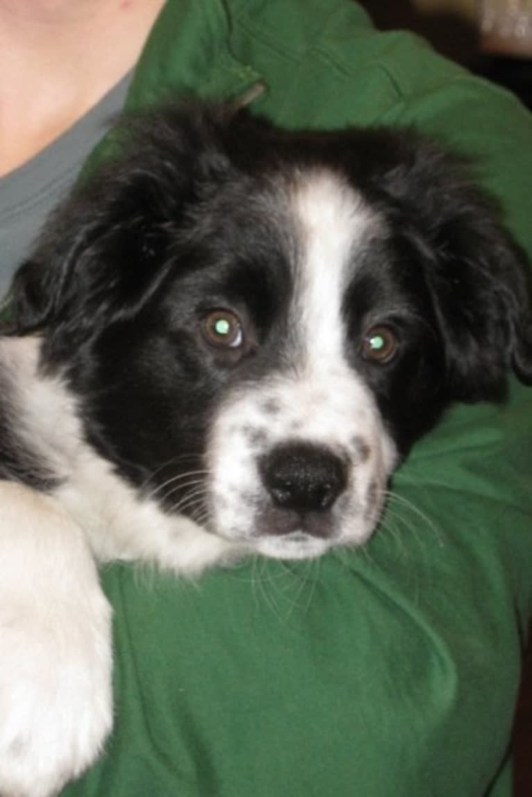 Apollo, a Border Collie and Australian Shepherd mix tested with EmbarkVet.com