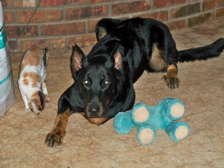 Meg, a Beauceron tested with EmbarkVet.com