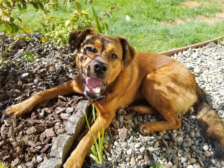 Oso, a Rottweiler and American Pit Bull Terrier mix tested with EmbarkVet.com