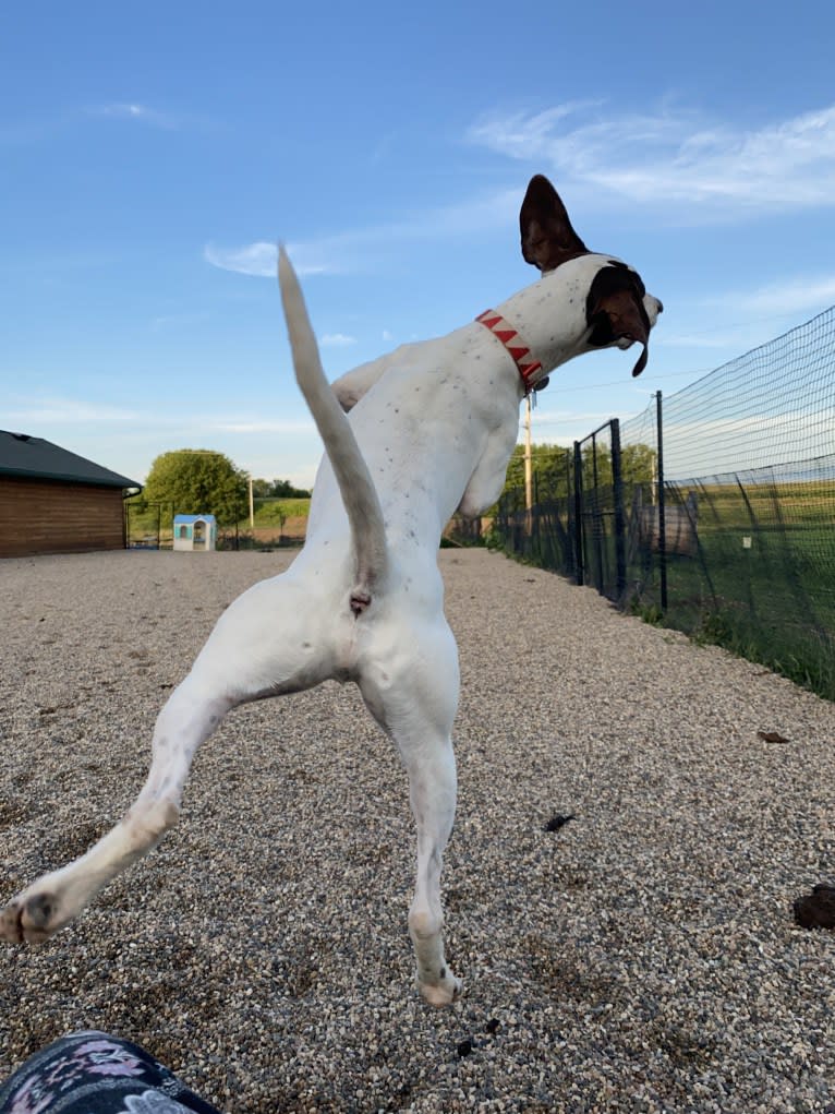 Hank, a Pointer tested with EmbarkVet.com