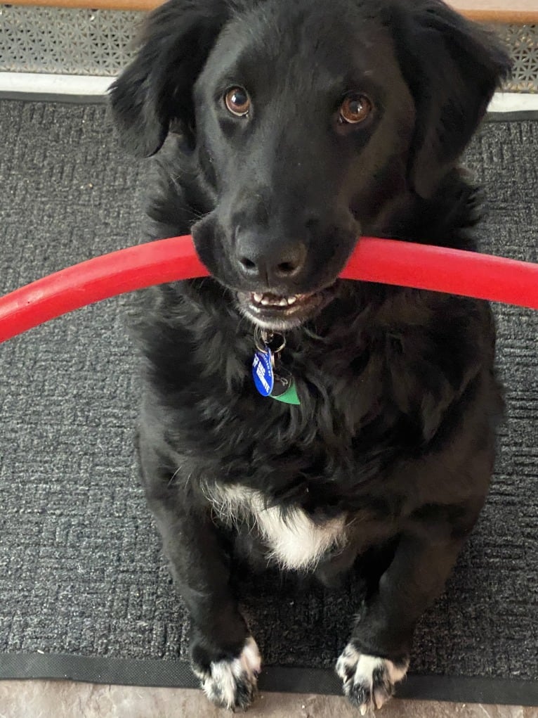 Care Bear Ross, a Labrador Retriever and Australian Cattle Dog mix tested with EmbarkVet.com