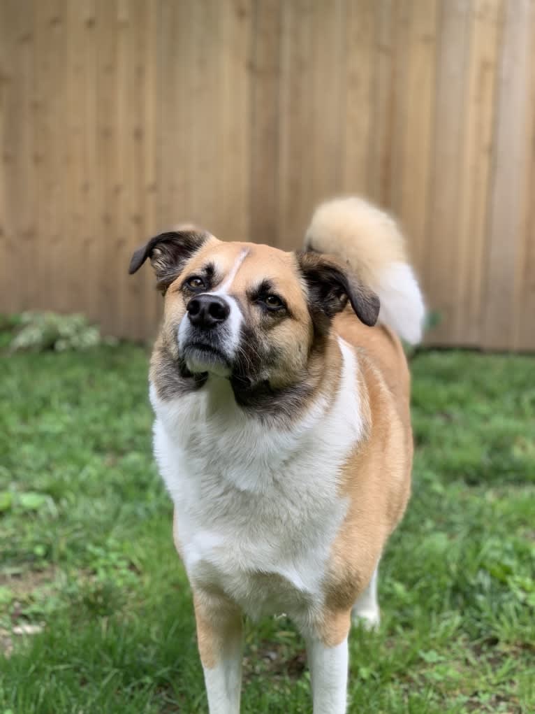 Teddy, an American Eskimo Dog and Australian Cattle Dog mix tested with EmbarkVet.com