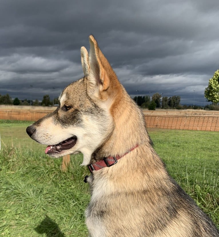 Pepper, a Siberian Husky and Alaskan Malamute mix tested with EmbarkVet.com