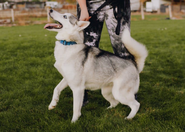 Witkamp’s Skye, a Siberian Husky tested with EmbarkVet.com