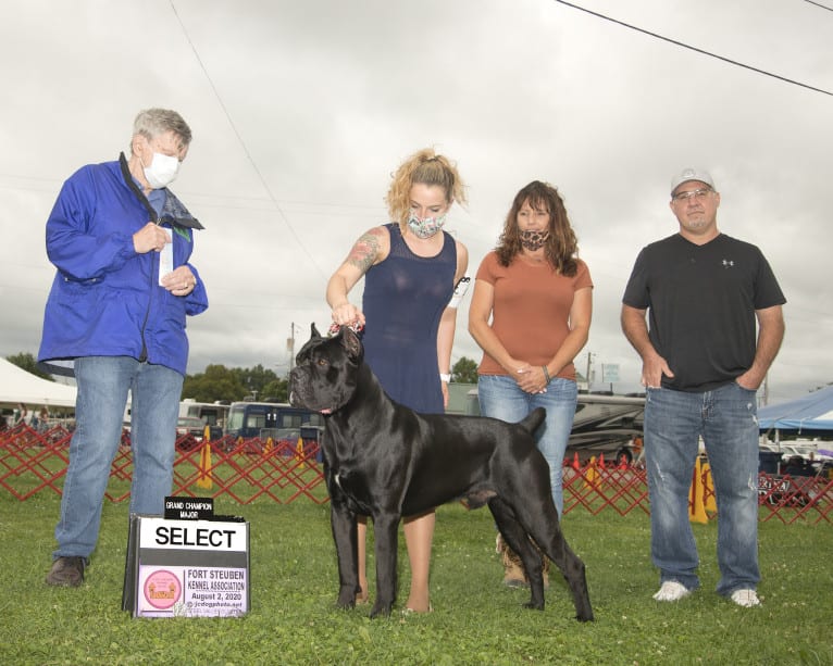 Diesel, a Cane Corso tested with EmbarkVet.com