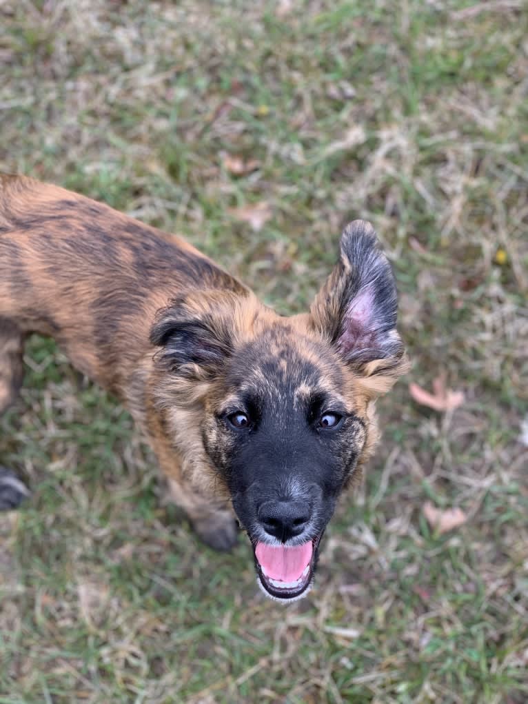 Emmy, an Australian Cattle Dog and Cocker Spaniel mix tested with EmbarkVet.com