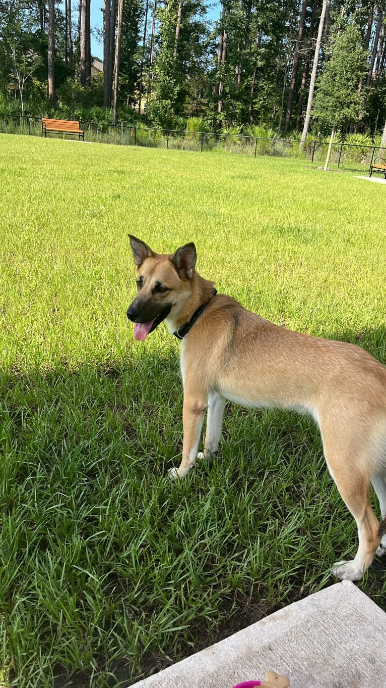 Chocolate, a Siberian Husky and Catahoula Leopard Dog mix tested with EmbarkVet.com