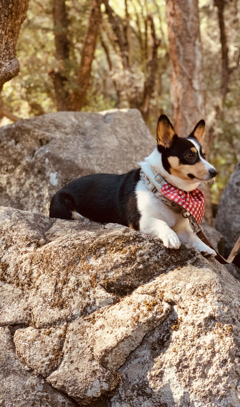 Chanel, a Pembroke Welsh Corgi tested with EmbarkVet.com