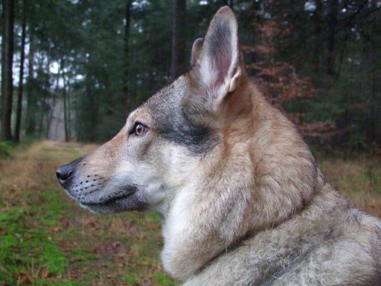 Warrow, a Czechoslovakian Vlcak tested with EmbarkVet.com