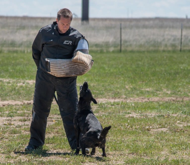 Nike des las Flores, a Dutch Shepherd tested with EmbarkVet.com