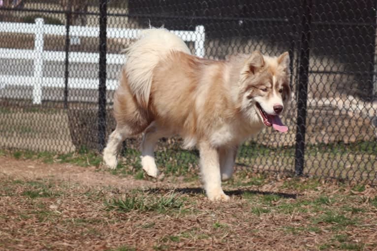 Sokka, a Siberian Husky tested with EmbarkVet.com