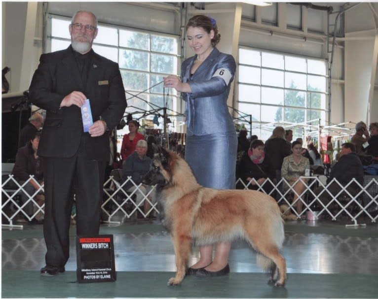 Tuarie, a Belgian Shepherd tested with EmbarkVet.com