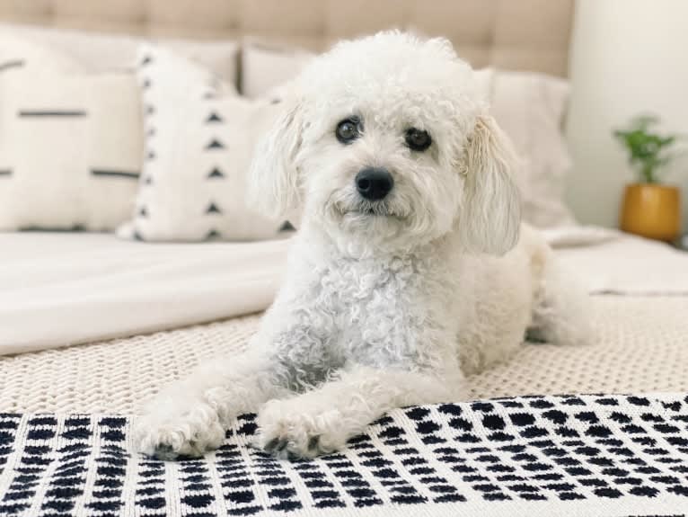 Phil, a Poodle (Small) and Lhasa Apso mix tested with EmbarkVet.com