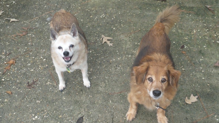 Lassie, a Pomeranian and Rat Terrier mix tested with EmbarkVet.com