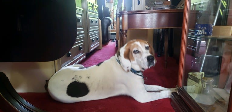 Little Joe, aka "Scar Face,"  Our #1 Hound Dog, a Treeing Walker Coonhound tested with EmbarkVet.com