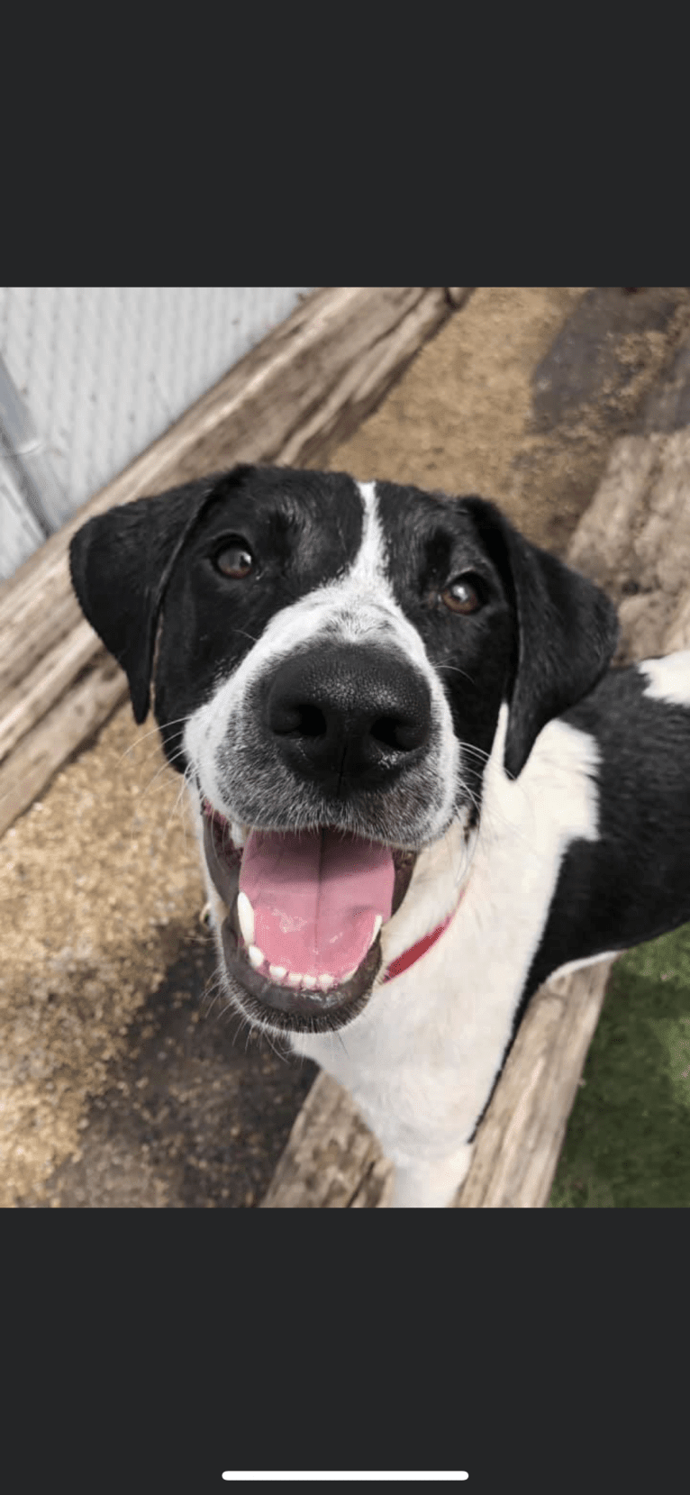 Lola, an American Pit Bull Terrier and Treeing Walker Coonhound mix tested with EmbarkVet.com