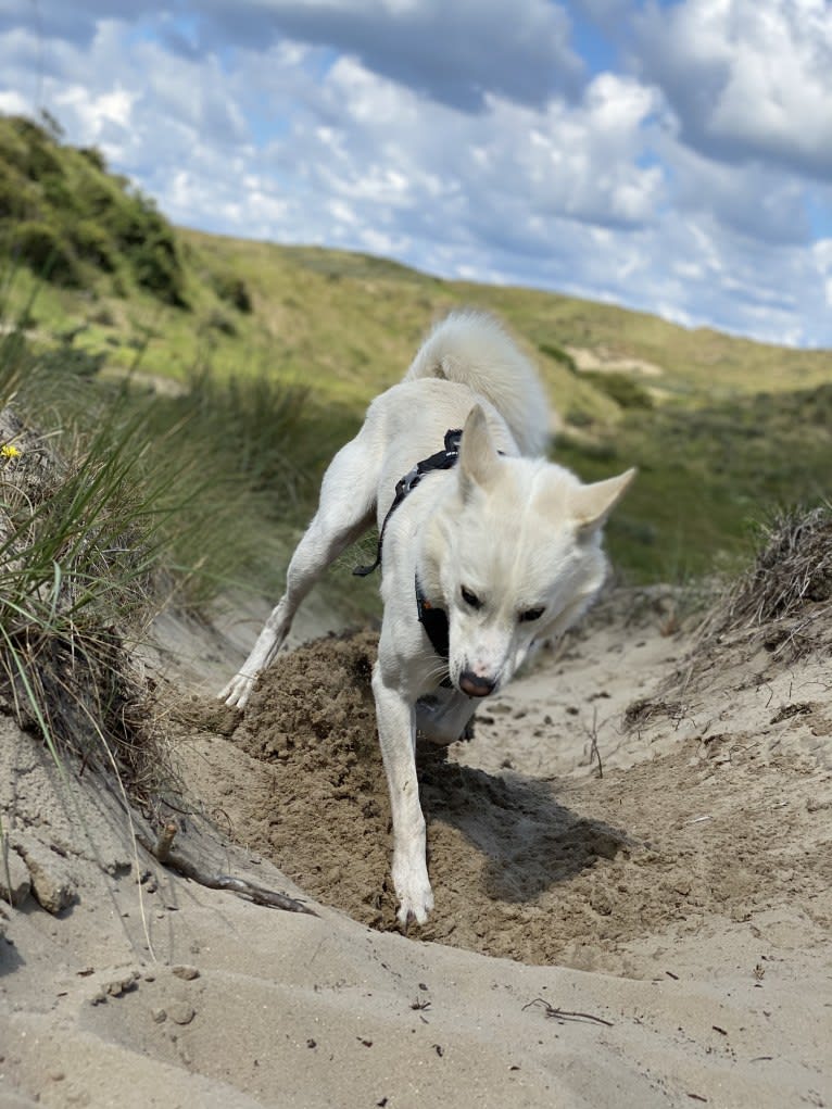 Calaf Storytelling, a Canaan Dog tested with EmbarkVet.com