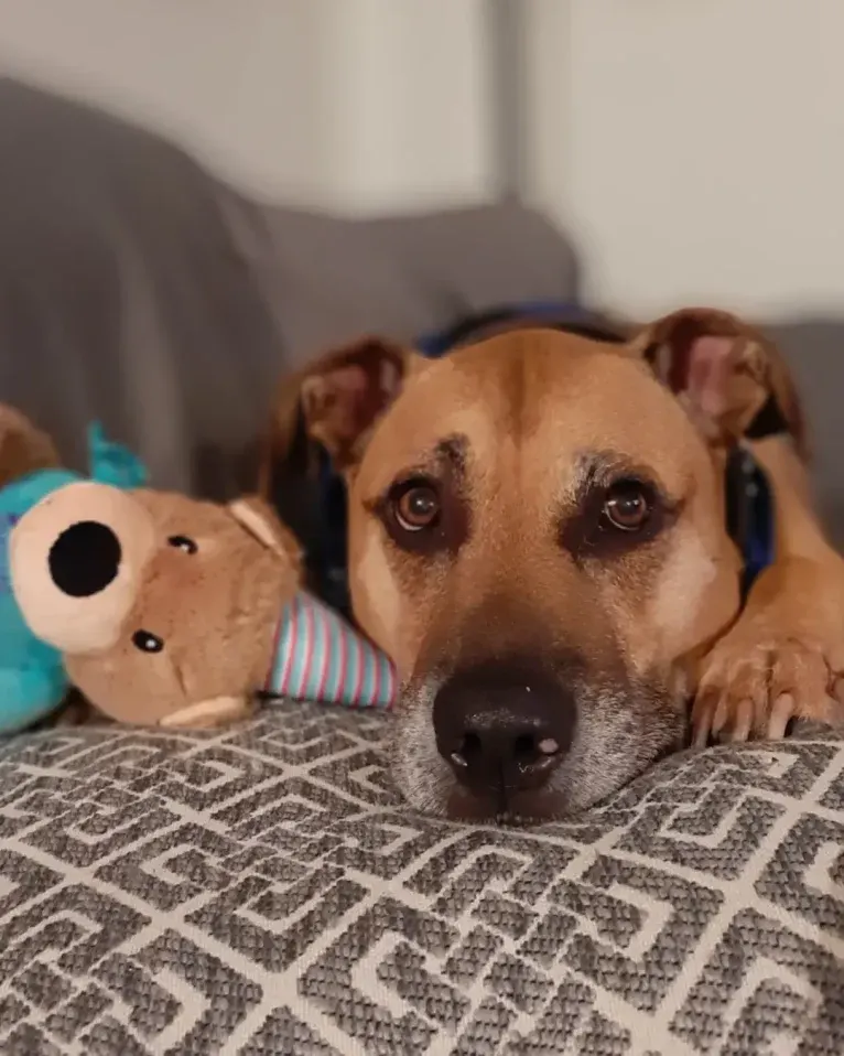 Butkus, an American Pit Bull Terrier and Boxer mix tested with EmbarkVet.com