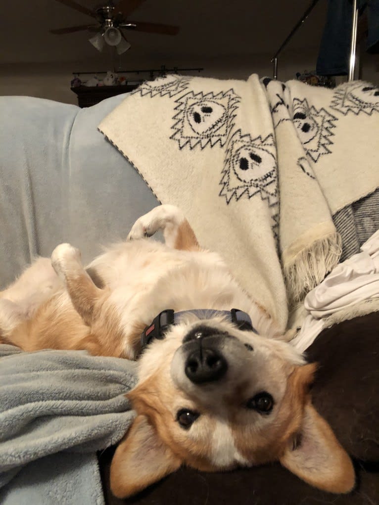 Wizard, a Pembroke Welsh Corgi and Border Collie mix tested with EmbarkVet.com