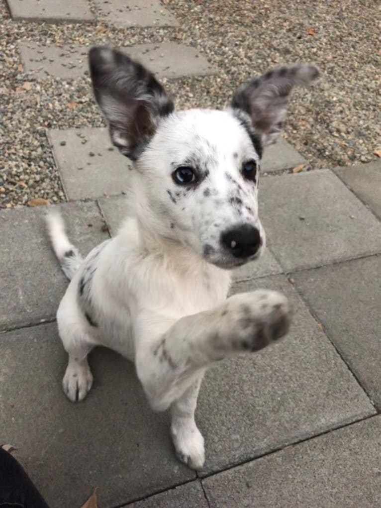 Pepper, a Border Collie and Australian Cattle Dog mix tested with EmbarkVet.com