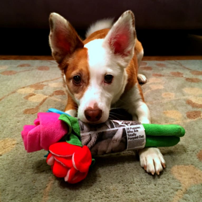 Ruby, a Rat Terrier and Border Collie mix tested with EmbarkVet.com