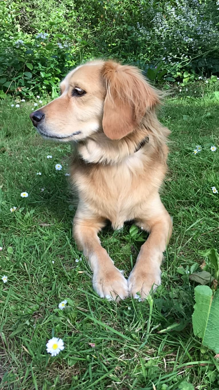 Wolfe, a Cocker Spaniel and Mountain Cur mix tested with EmbarkVet.com