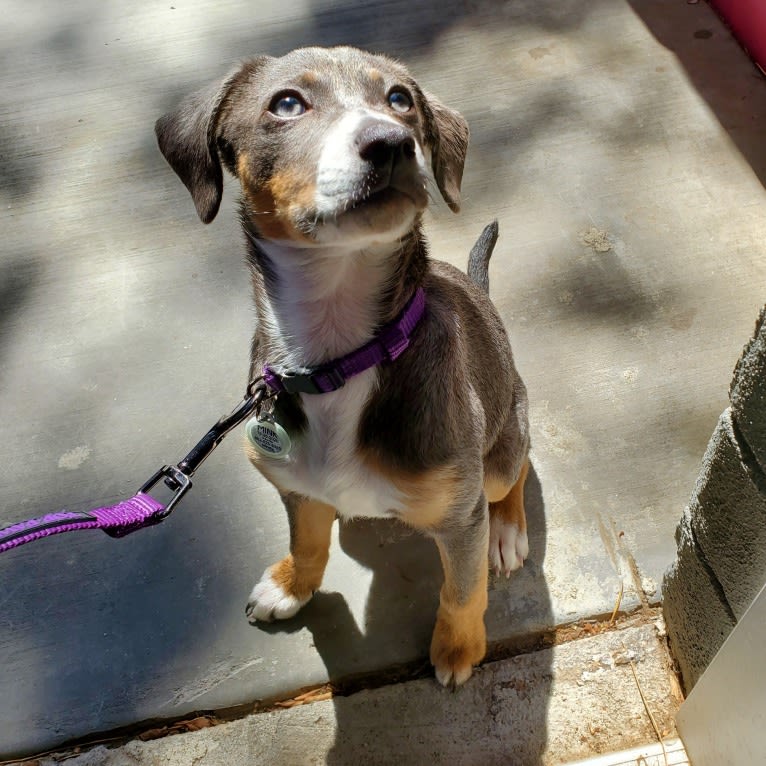 Rajah, a Chihuahua and Pomeranian mix tested with EmbarkVet.com