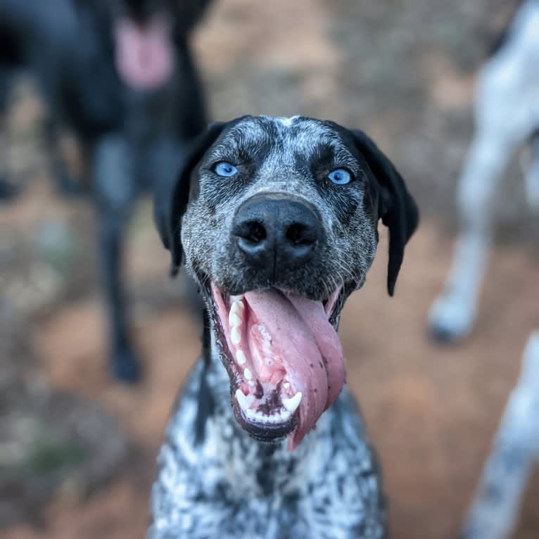 Skadi, a German Shorthaired Pointer and Alaskan-type Husky mix tested with EmbarkVet.com