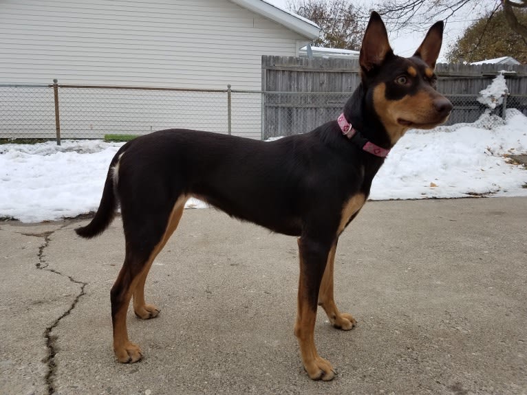 Mercy, an Australian Kelpie tested with EmbarkVet.com