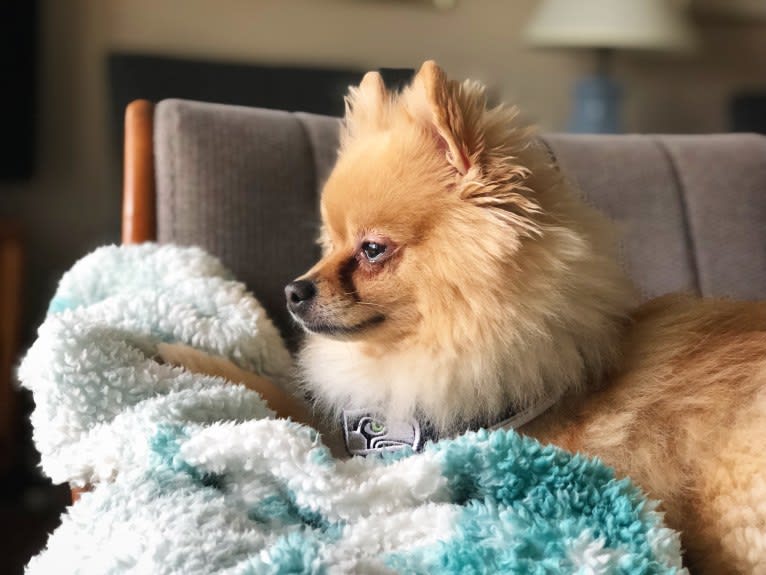 Rory, a Pomeranian tested with EmbarkVet.com