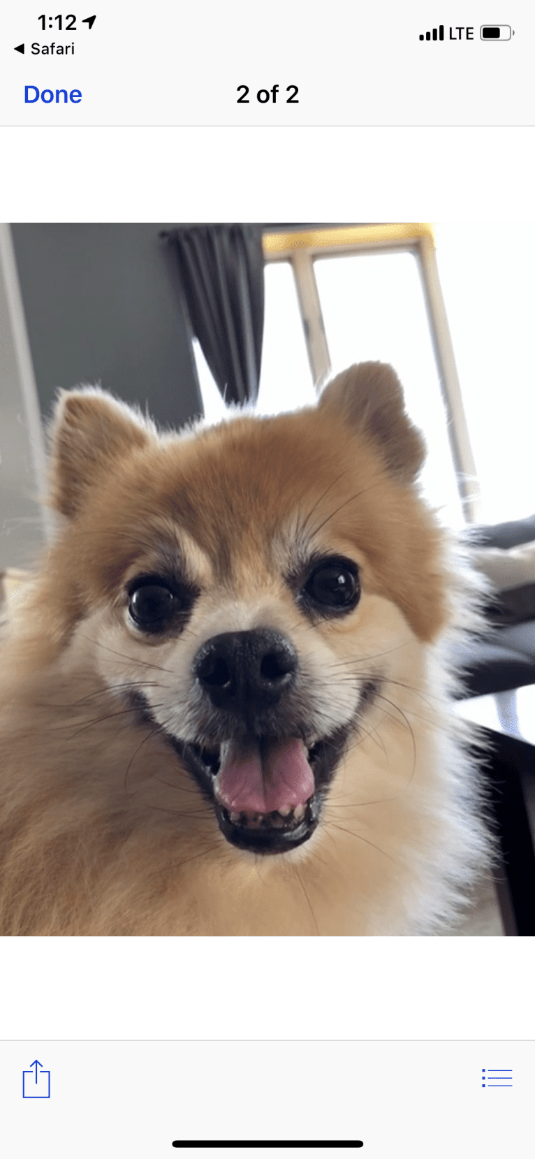 Rusty, a Pomeranian tested with EmbarkVet.com