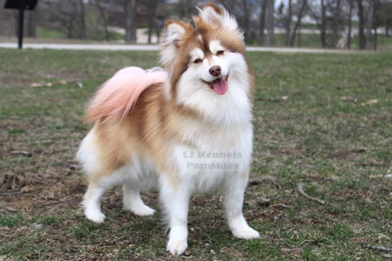 Winnie, a Pomsky tested with EmbarkVet.com