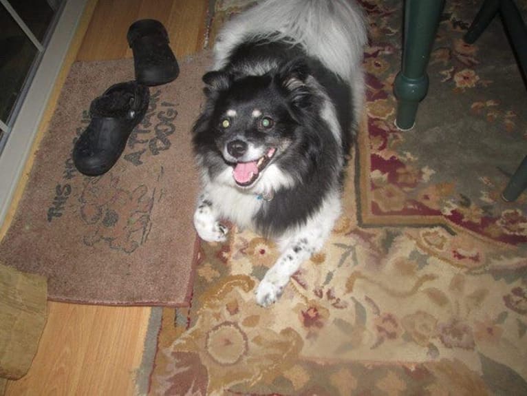 Piper, an American Eskimo Dog and Pomeranian mix tested with EmbarkVet.com